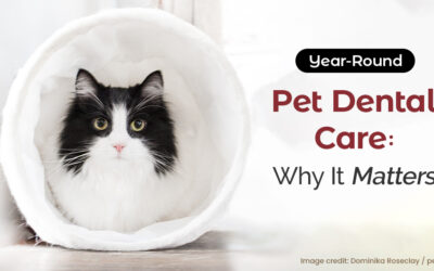 Year-Round Pet Dental Care: Why It Matters