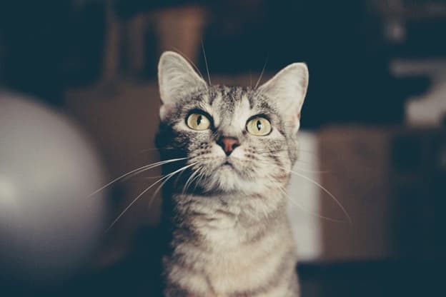 A gray tabby cat with yellow eyes looks straight ahead, sitting indoors with a blurred background.