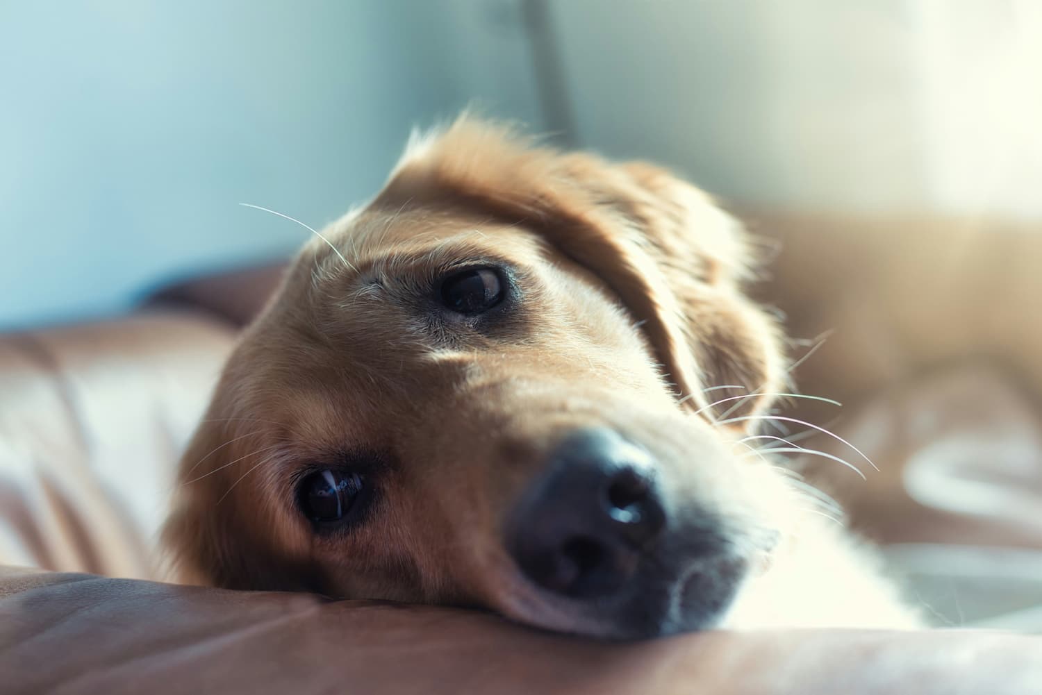 A close-up of a dog lying on a brown couch, with its head resting on the cushion and looking directly at the camera. Sunlight is softly illuminating the scene.