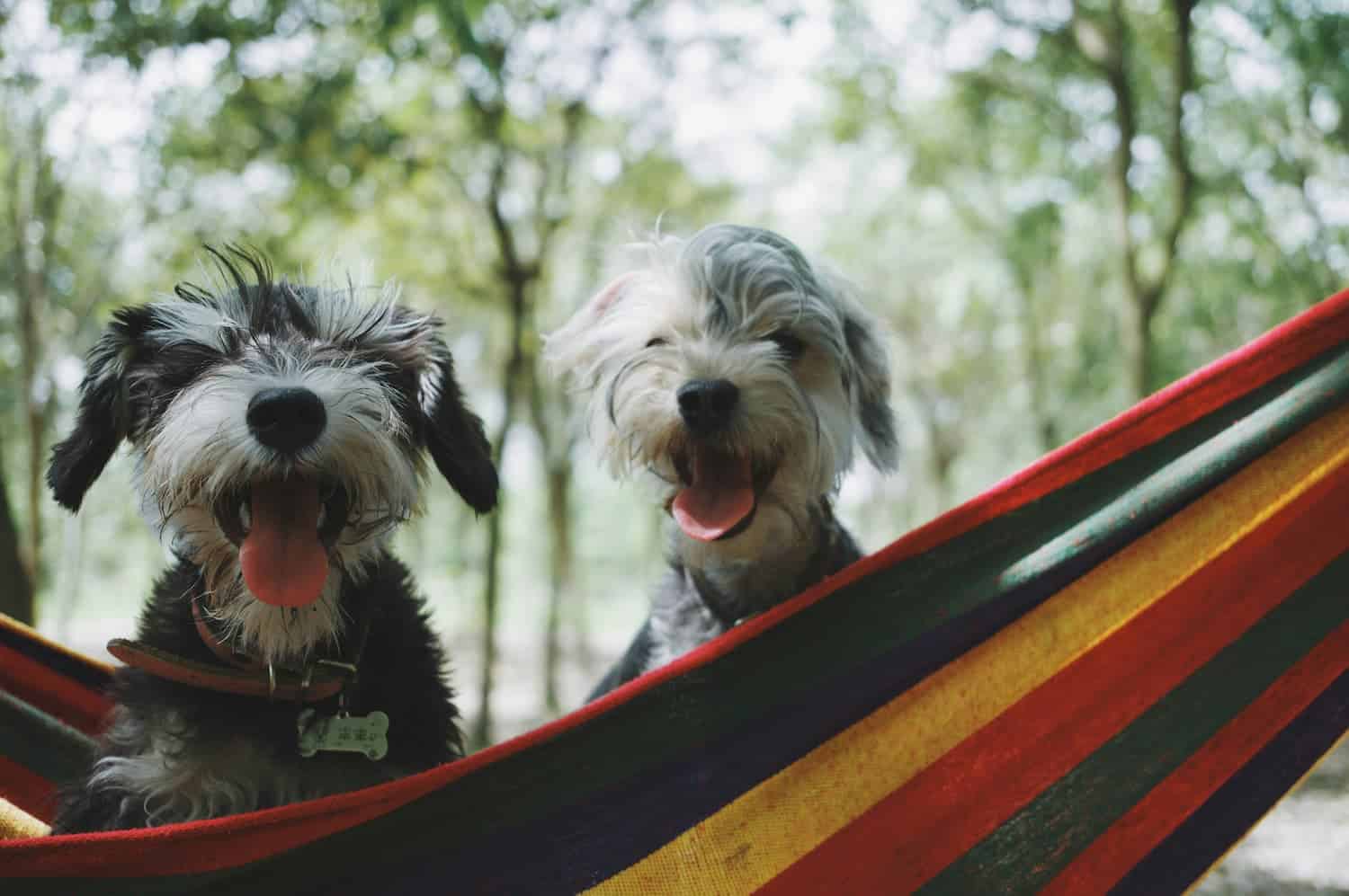 Two small, shaggy dogs with their tongues out sit together in a colorful striped hammock outdoors, with trees in the background.